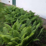 Királypáfrány (Dryopteris filix-mas) The King, nagy levelű, impozáns megjelenésű, árnyékkedvelő évelő növény