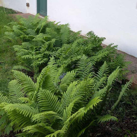 Királypáfrány (Dryopteris filix-mas) The King, nagy levelű, impozáns megjelenésű, árnyékkedvelő évelő növény