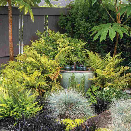 Kerti páfrány (Dryopteris erythrosora), dekoratív bronzos-zöld levelekkel árnyékba és félárnyékba
