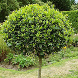 Dafin Comistibil, Laurus nobilis, copacel de dafin cu coroana sferica, frunze aromate si decor elegant