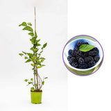 Dud pitic Matsunaga Mojo Berry (Morus rotundifolia), cu fructe negre dulci, an 2 pe rod