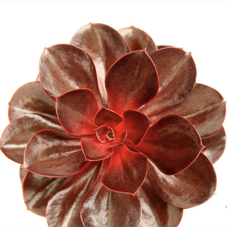 Suculenta (Echeveria) Hot Red, suculenta rosu perlat, decor interior, usor de ingrijit