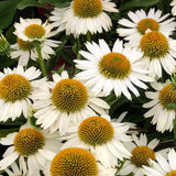 Echinacea cu flori albe, planta perena decorativa, atrage albinele, inflorire indelungata