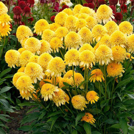 Sárga kasvirág ‘Eccentric Yellow’ (Echinacea purpurea), telt sárga virágokkal, fagytűrő évelő, napos helyre