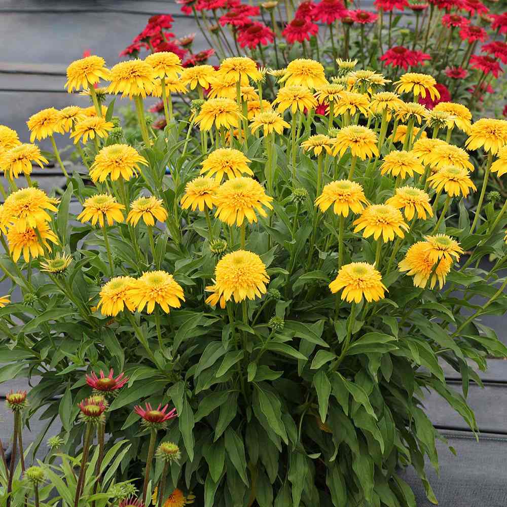 Sárga kasvirág ‘Eccentric Yellow’ (Echinacea purpurea), telt sárga virágokkal, fagytűrő évelő, napos helyre