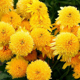 Sárga kasvirág ‘Eccentric Yellow’ (Echinacea purpurea), telt sárga virágokkal, fagytűrő évelő, napos helyre