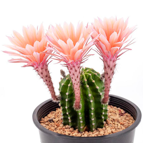 Cactus Echinopsis oxygona, cactus decorativ cu flori mari spectaculoase roz