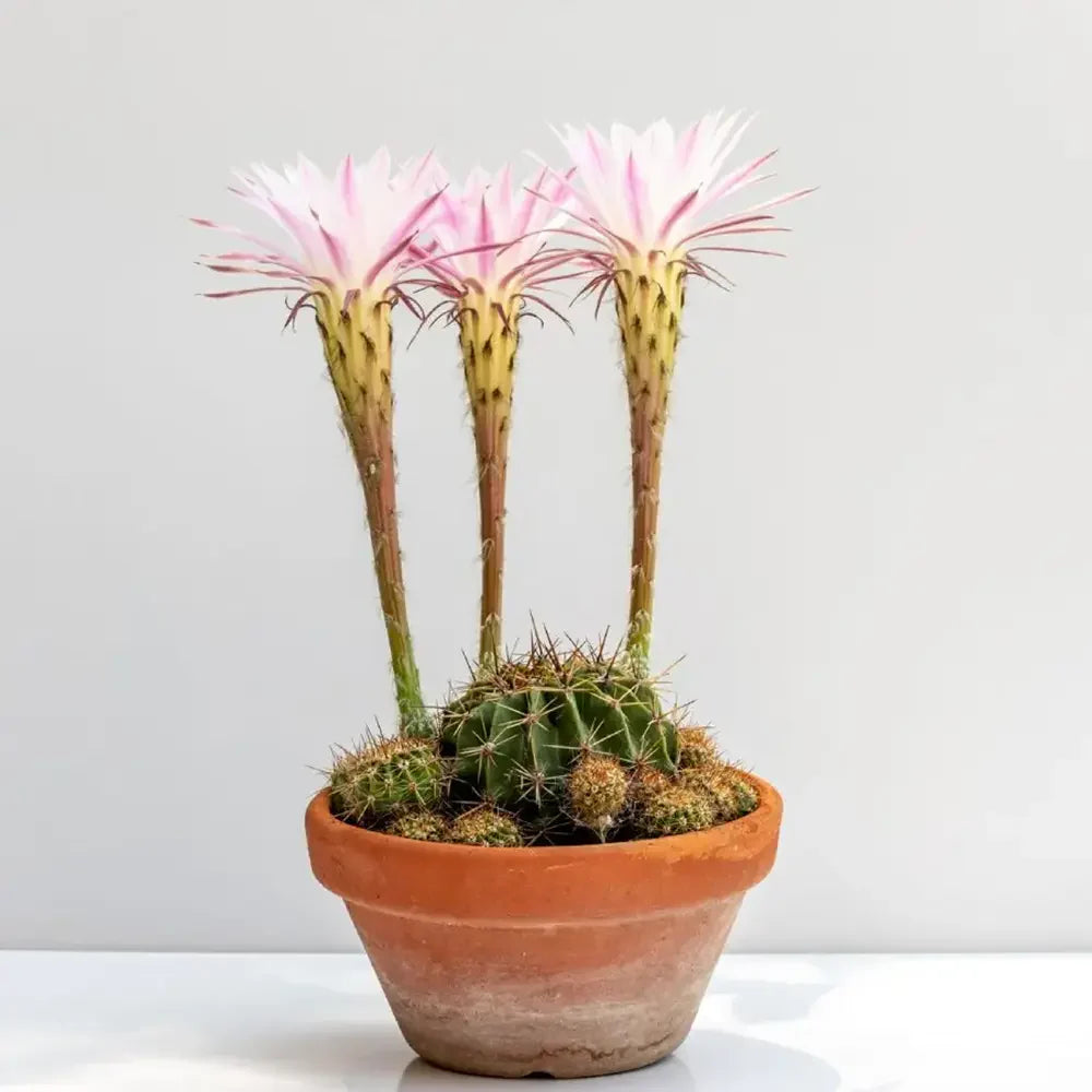 Cactus Echinopsis oxygona, cactus decorativ cu flori mari spectaculoase roz