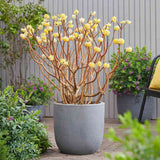 Arbust de hartie Edgeworthia Grandiflora Tip Copac, flori galbene extrem de parfumate, infloreste in iarna, rezistent la frig