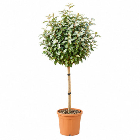 Ezüsttarka eleagnusz ‘Compacta’ (Elaeagnus ebbingei), örökzöld díszcserje, zöld-ezüst lombbal, ellenálló és kompakt sövénynek