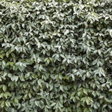 Elaeagnus ebbingei Compacta, arbust vesnic verde decorativ, frunzis verde-argintiu, gard viu rezistent si compact