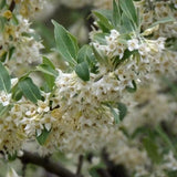 Elaeagnus ebbingei Compacta, arbust vesnic verde decorativ, frunzis verde-argintiu, gard viu rezistent si compact