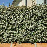 Elaeagnus ebbingei Compacta, arbust vesnic verde decorativ, frunzis verde-argintiu, gard viu rezistent si compact