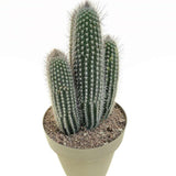 Cactus Vatricania Guentheri, cactus columnar albastru exotic, cactus decorativ interior rezistent seceta, planta suculenta rara pentru casa si birou - 35 cm