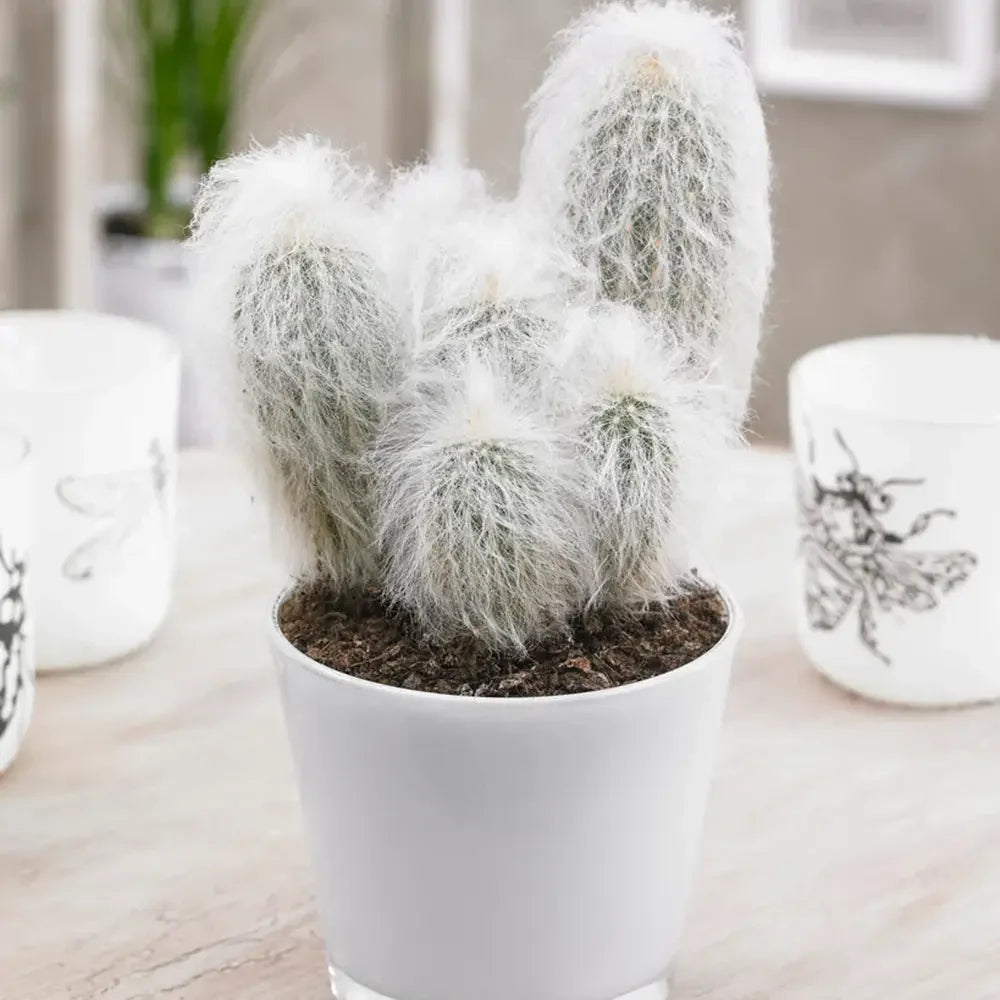 Cactus Alb Omul Batran Lanos Espostoa lanata, 15-20 cm, cu aspect pufos si usor de ingrijit
