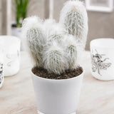 Cactus Alb Omul Batran Lanos Espostoa lanata, 15-20 cm, cu aspect pufos si usor de ingrijit