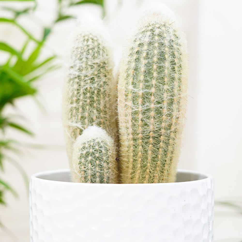 Cactus Alb Omul Batran Lanos Espostoa lanata, 15-20 cm, cu aspect pufos si usor de ingrijit