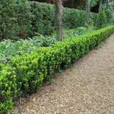 Salba Japoneza Euonimus Japonicus, arbust decorativ vesnic verde pentru gard viu si borduri