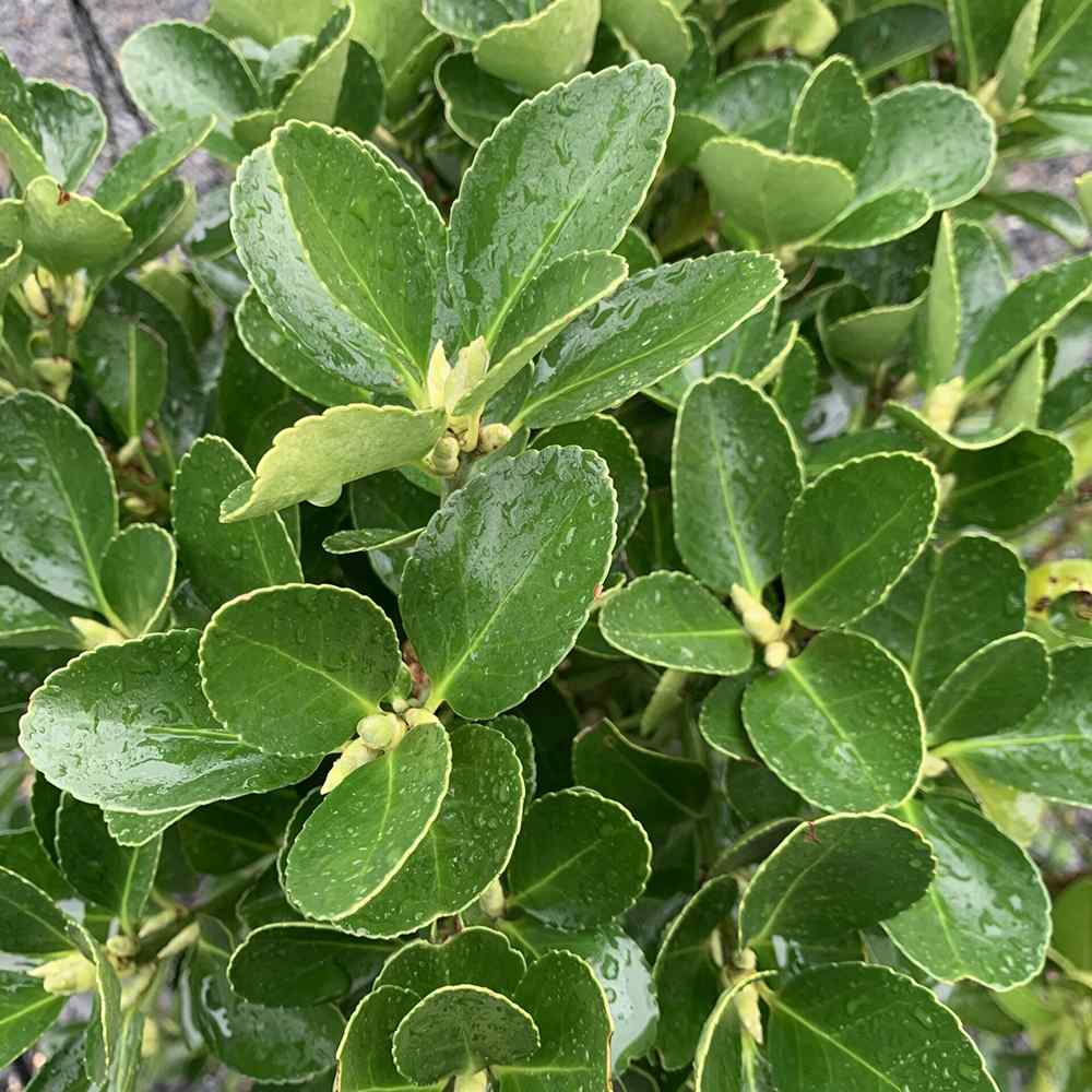 Salba Japoneza Euonimus Japonicus, arbust decorativ vesnic verde pentru gard viu si borduri