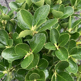 Salba Japoneza Euonimus Japonicus, arbust decorativ vesnic verde pentru gard viu si borduri