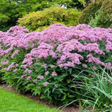 Iarba lui Joe Pye (Eupatorium maculatum Atropurpureum), cu flori roz pur