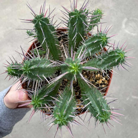 Cactus Euphorbia Ferox, planta suculenta de interior cu spini decorativi si intretinere usoara - 25 cm