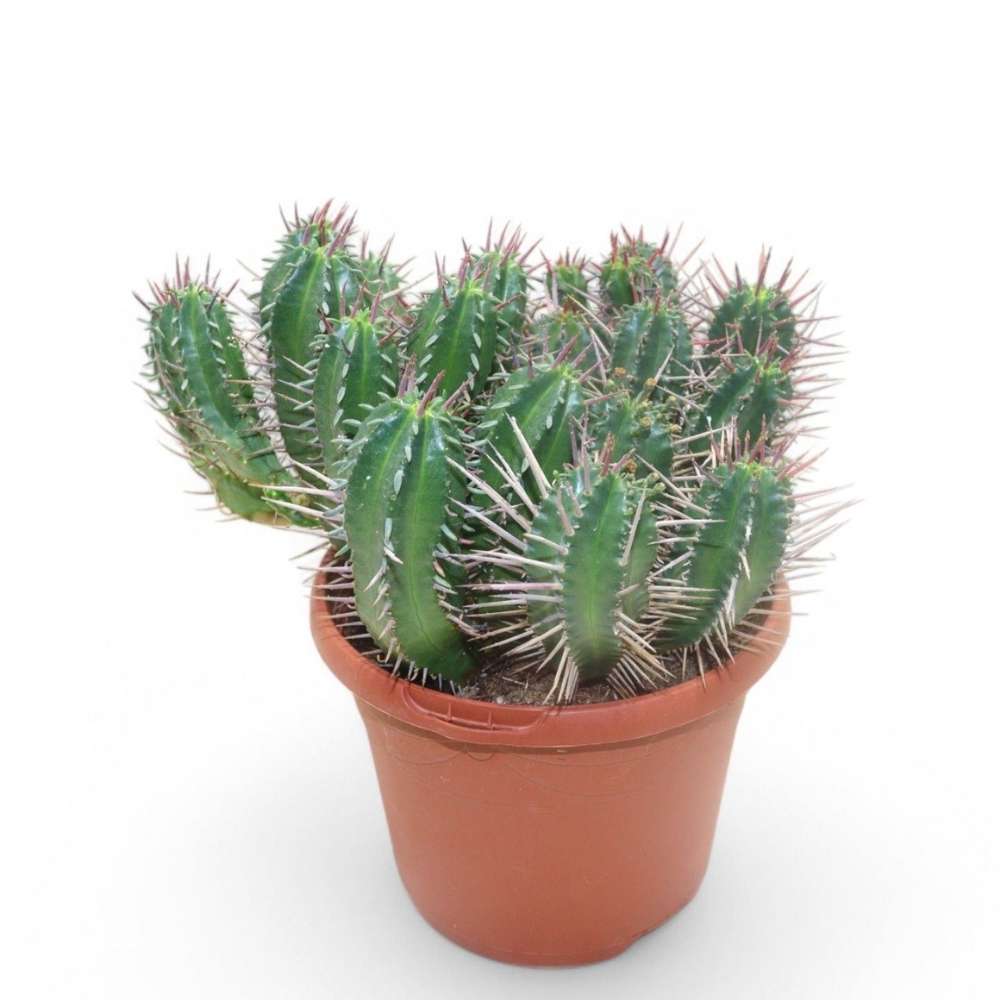 Cactus Euphorbia Ferox, planta suculenta de interior cu spini decorativi si intretinere usoara - 25 cm