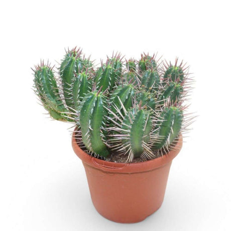 Cactus Euphorbia Ferox, planta suculenta de interior cu spini decorativi si intretinere usoara - 25 cm