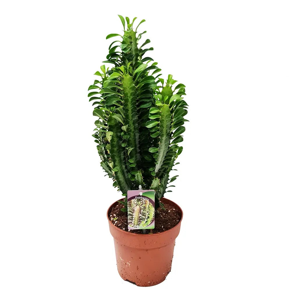 Cactus Candelabru African Trigona, planta suculenta, aspect sculptural, fara spini, usor de ingrijit - 25 cm