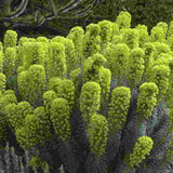 Euphorbia characias wulfenii, planta decorativa vesnic verde galben-albastrui, rezistenta seceta