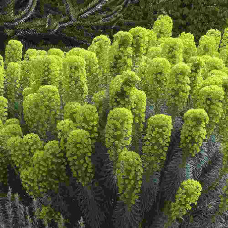 Euphorbia characias wulfenii, planta decorativa vesnic verde galben-albastrui, rezistenta seceta