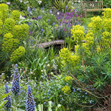 Euphorbia characias wulfenii, planta decorativa vesnic verde galben-albastrui, rezistenta seceta