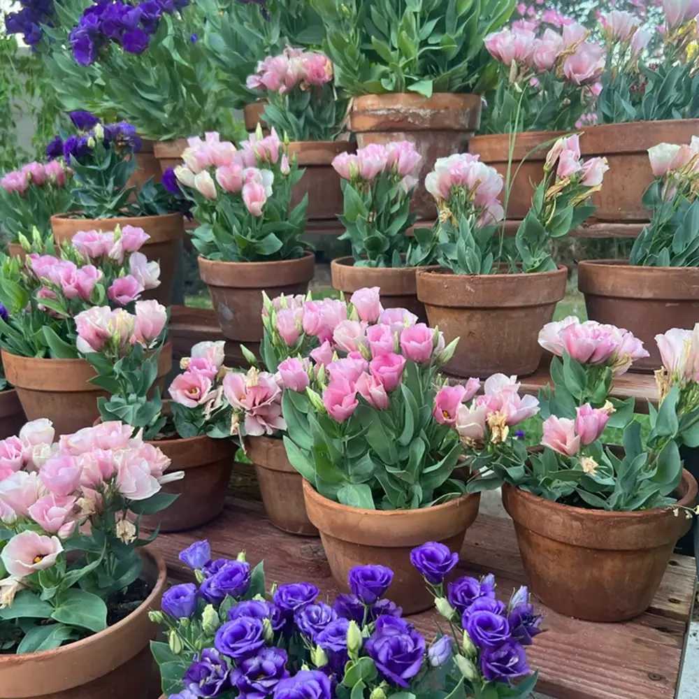 Lisianthus (Eustoma) Julietta Pink, flori roz elegante, inflorire vara, planta decorativa de gradina