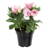 Lisianthus (Eustoma) Julietta Pink, flori roz elegante, inflorire vara, planta decorativa de gradina