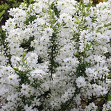 Arbustul Miresei Niagara (Exochorda Racemosa), arbust decorativ cu flori albe primavara, rapid, rezistent frig