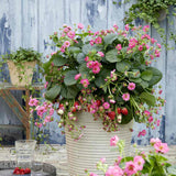Capsuni curgatori Summer Breeze Cherry Blossom (Fragaria Ananassa), cu flori roz si fructe dulci pentru balcon, an 1 pe rod