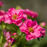 Capsuni curgatori Summer Breeze Cherry Blossom (Fragaria Ananassa), cu flori roz si fructe dulci pentru balcon, an 1 pe rod