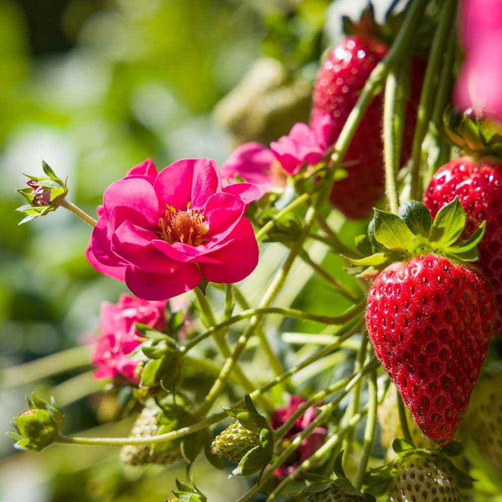 Capsuni curgatori Summer Breeze Cherry Blossom (Fragaria Ananassa), cu flori roz si fructe dulci pentru balcon, an 1 pe rod