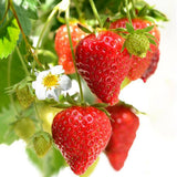 Capsuni curgatori Summer Breeze Cherry Blossom (Fragaria Ananassa), cu flori roz si fructe dulci pentru balcon, an 1 pe rod