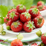 Capsuni curgatori Summer Breeze Cherry Blossom (Fragaria Ananassa), cu flori roz si fructe dulci pentru balcon, an 1 pe rod