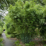 Bambus de gradina Schensbossen (Fargesia Schensbossen), neinvaziv, rezistent la frig, gard viu vesnic verde, ideal pentru gradini si ghivece