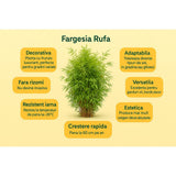 Bambus de gradina (Fargesia Rufa) Jiuzhaigoul, neinvaziv, rezistent la frig, gard viu vesnic verde, simbol de protectie si integritate