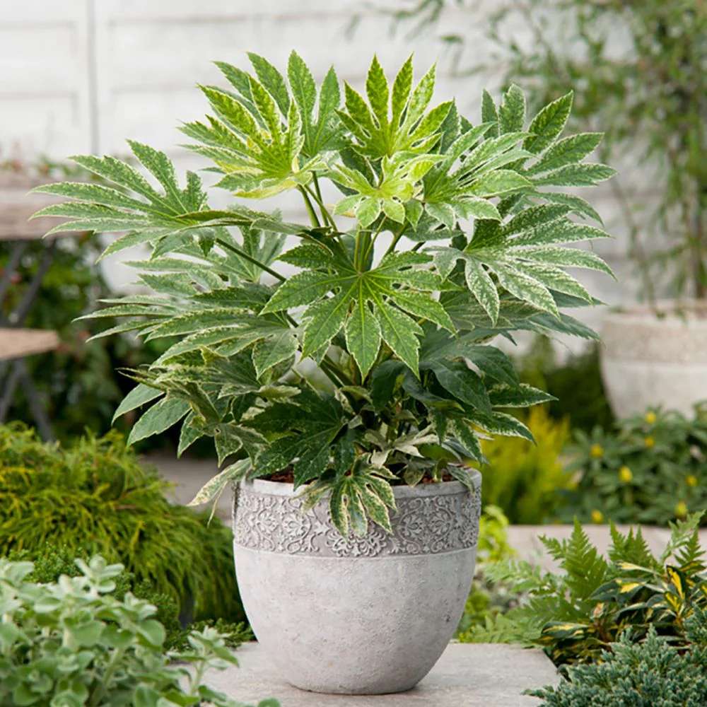 Aralia Japoneza (Fatsia Japonica), planta de apartament - 80 cm