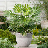Aralia Japoneza (Fatsia Japonica), planta de apartament - 80 cm