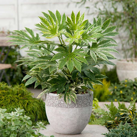 Aralia Japoneza (Fatsia Japonica), planta de apartament - 80 cm