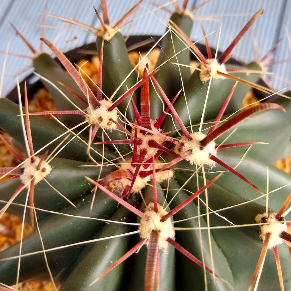 Cactusul Limbii Diabolului (Ferocactus Latispinus), cactus exotic cu spini decorativi, ingrijire usoara