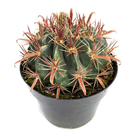 Cactusul Limbii Diabolului (Ferocactus Latispinus), cactus exotic cu spini decorativi, ingrijire usoara