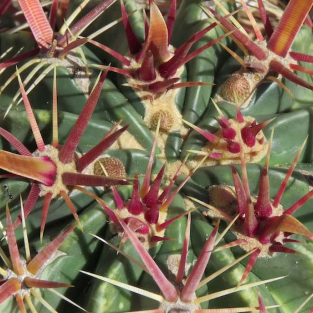 Cactusul Limbii Diabolului (Ferocactus Latispinus), cactus exotic cu spini decorativi, ingrijire usoara