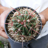 Cactusul Limbii Diabolului (Ferocactus Latispinus), cactus exotic cu spini decorativi, ingrijire usoara