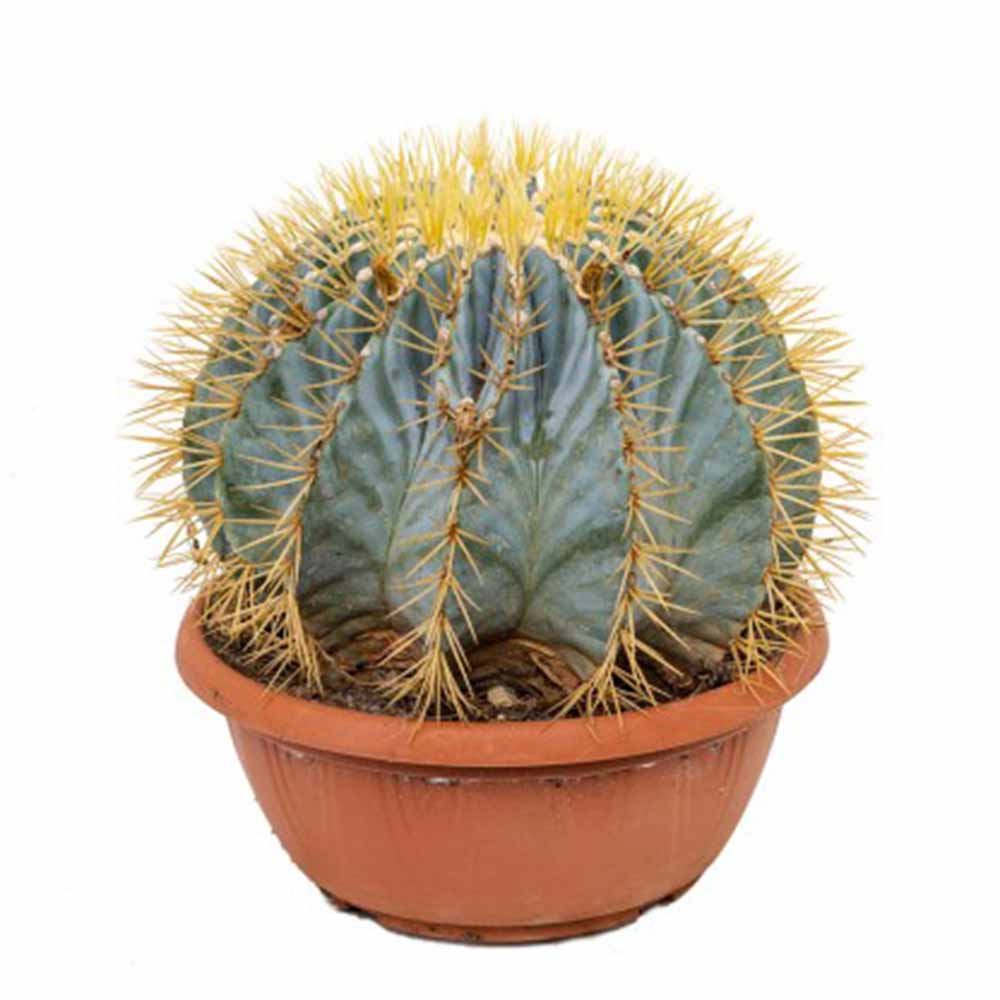 Cactus Sferic Ferocactus Glaucescens, 15-20 cm, spectaculos, cu spini impresionanti si nuante albastrui